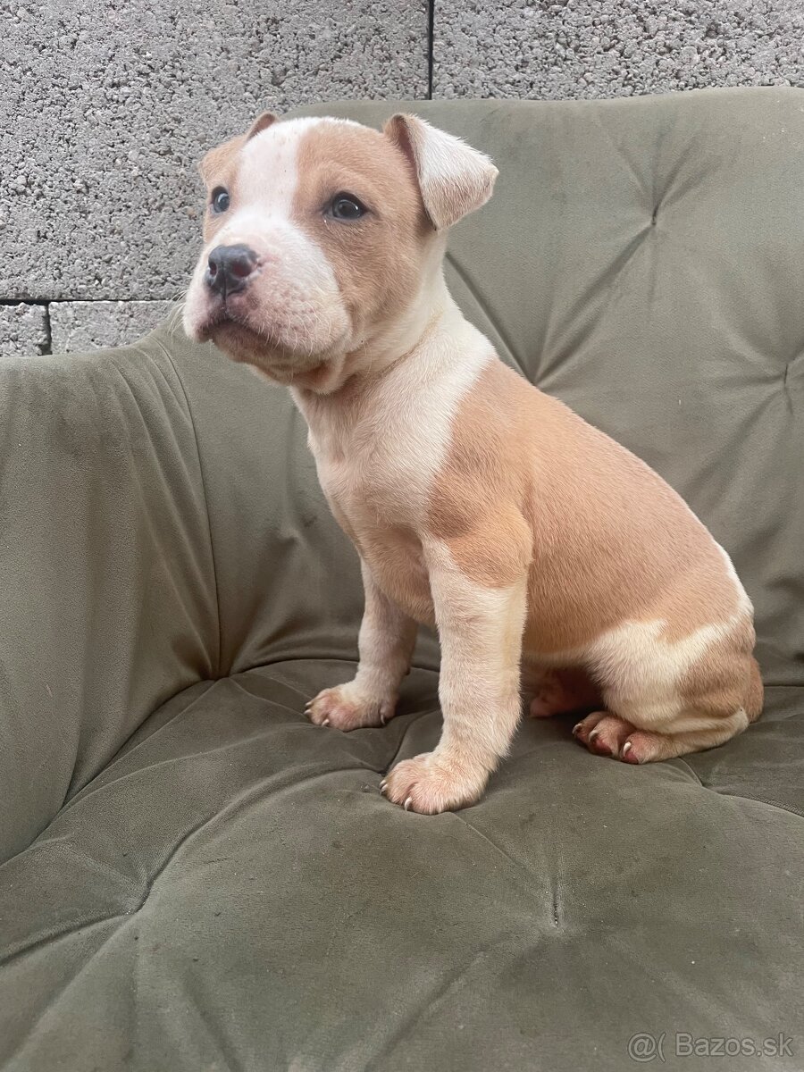 Americký stafordšírsky teriér, Amstaff - 3