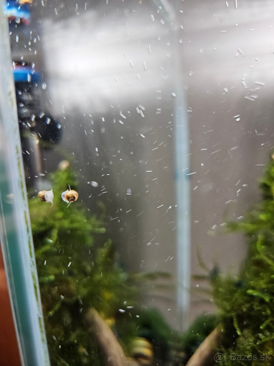 Akcia-Mini ampulária špirálová - Asolene spixi - 3