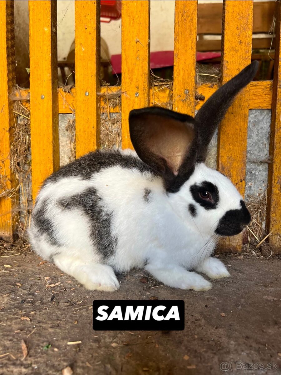 PREDÁM 4 mesačne kraliky - 3