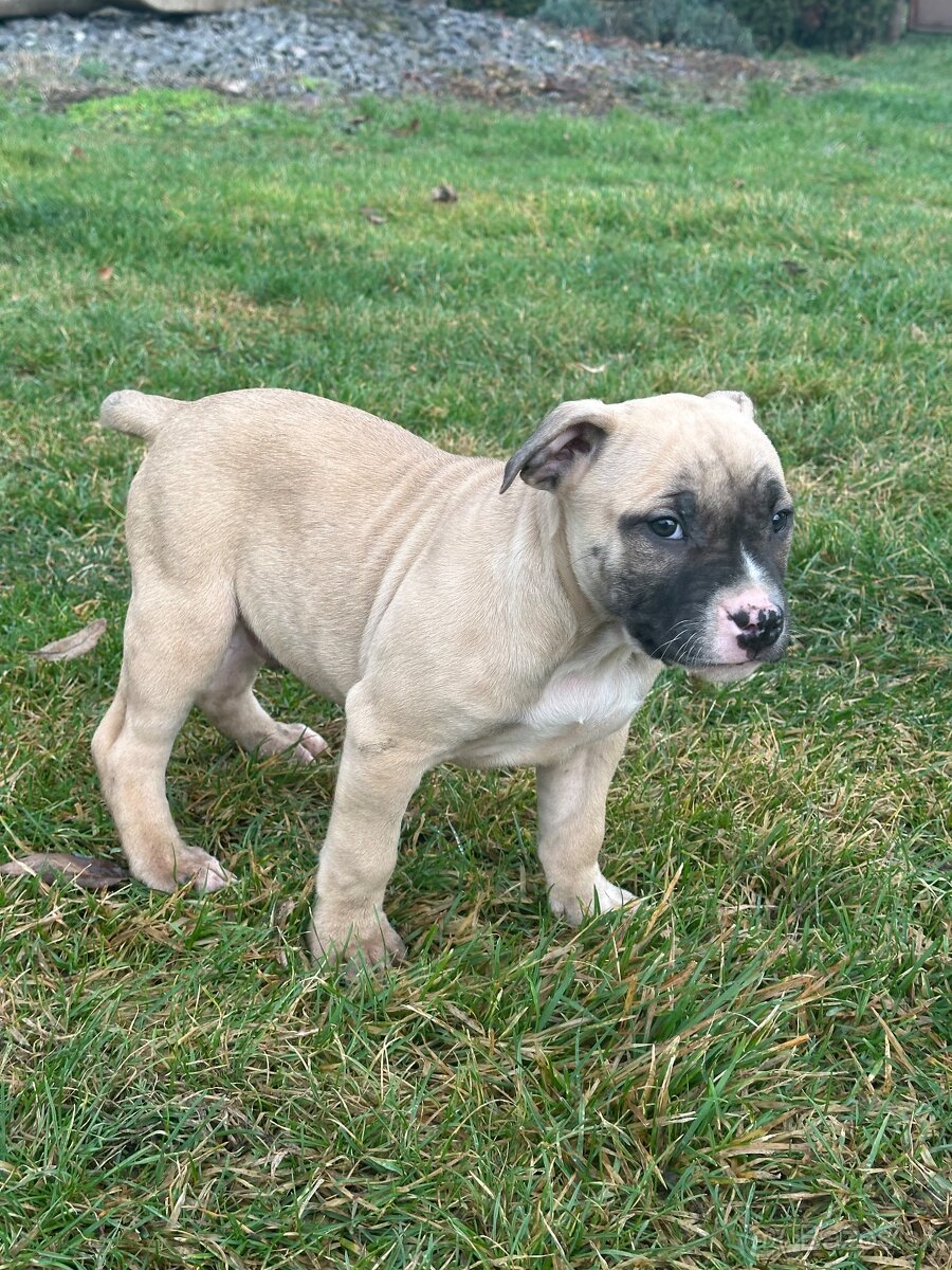 Čistokrvné staford šteniatka pod vianočný stromček. - 3