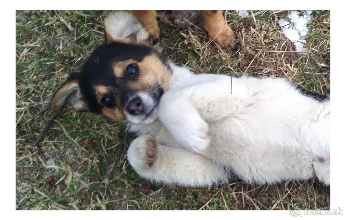 Predám šteniatko - 3