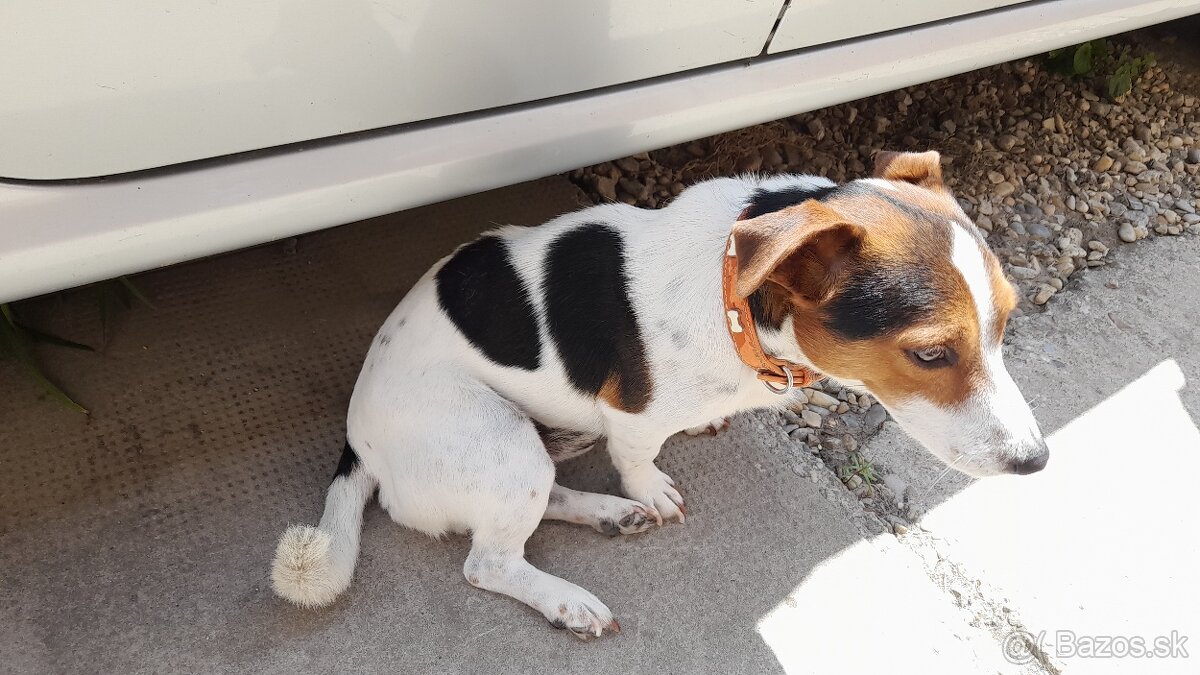 Darujem Jack Russel - 3