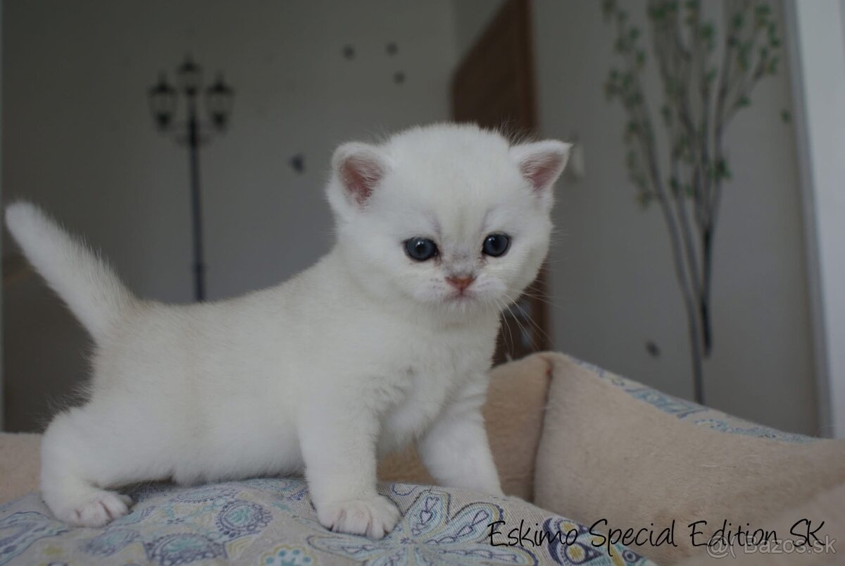 Eskimo Special Edition, SK - britský kocúrik s PP - 3