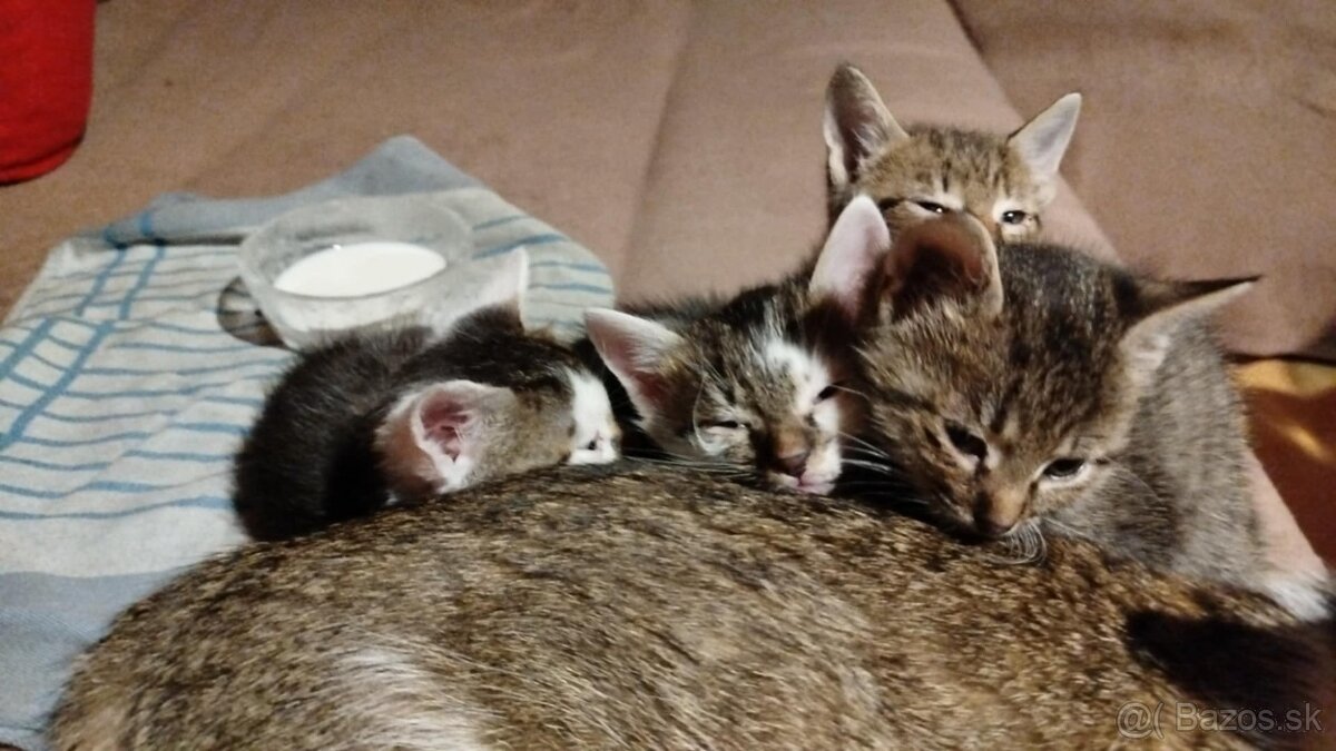 Mačiatka - 3