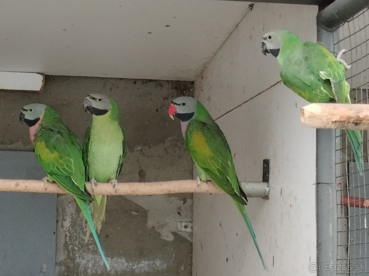 Predám ALEXANDRE (2025) - 3