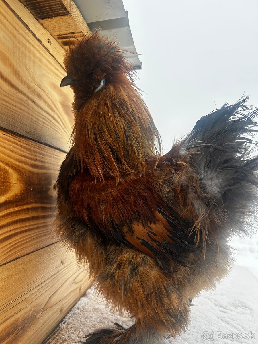 Kohút - Hodvábnička (Sillkie) - 3