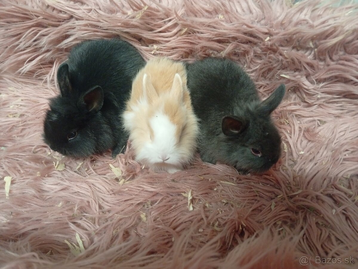 Zakrslý zajko - 3