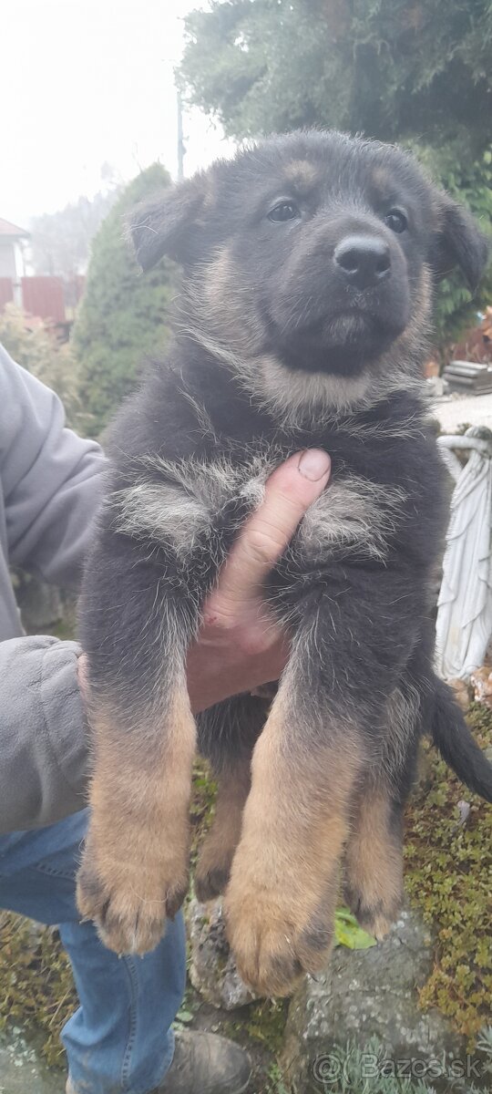 Nemecký ovčiak šteňatá - 3