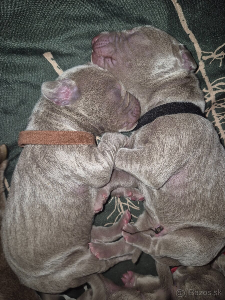 Šteniatka weimarského stavača s PP - 3