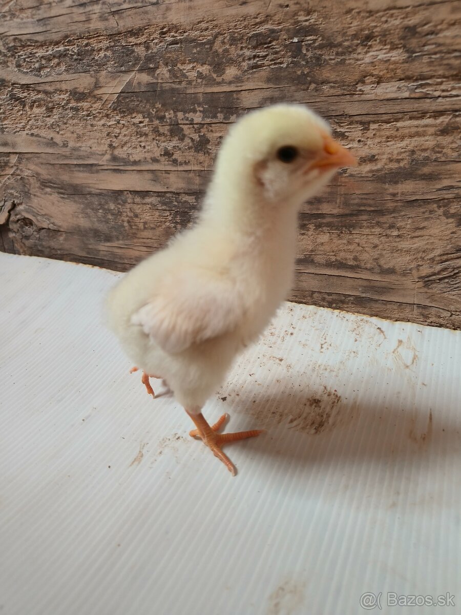 Kuriatka dominant - 3