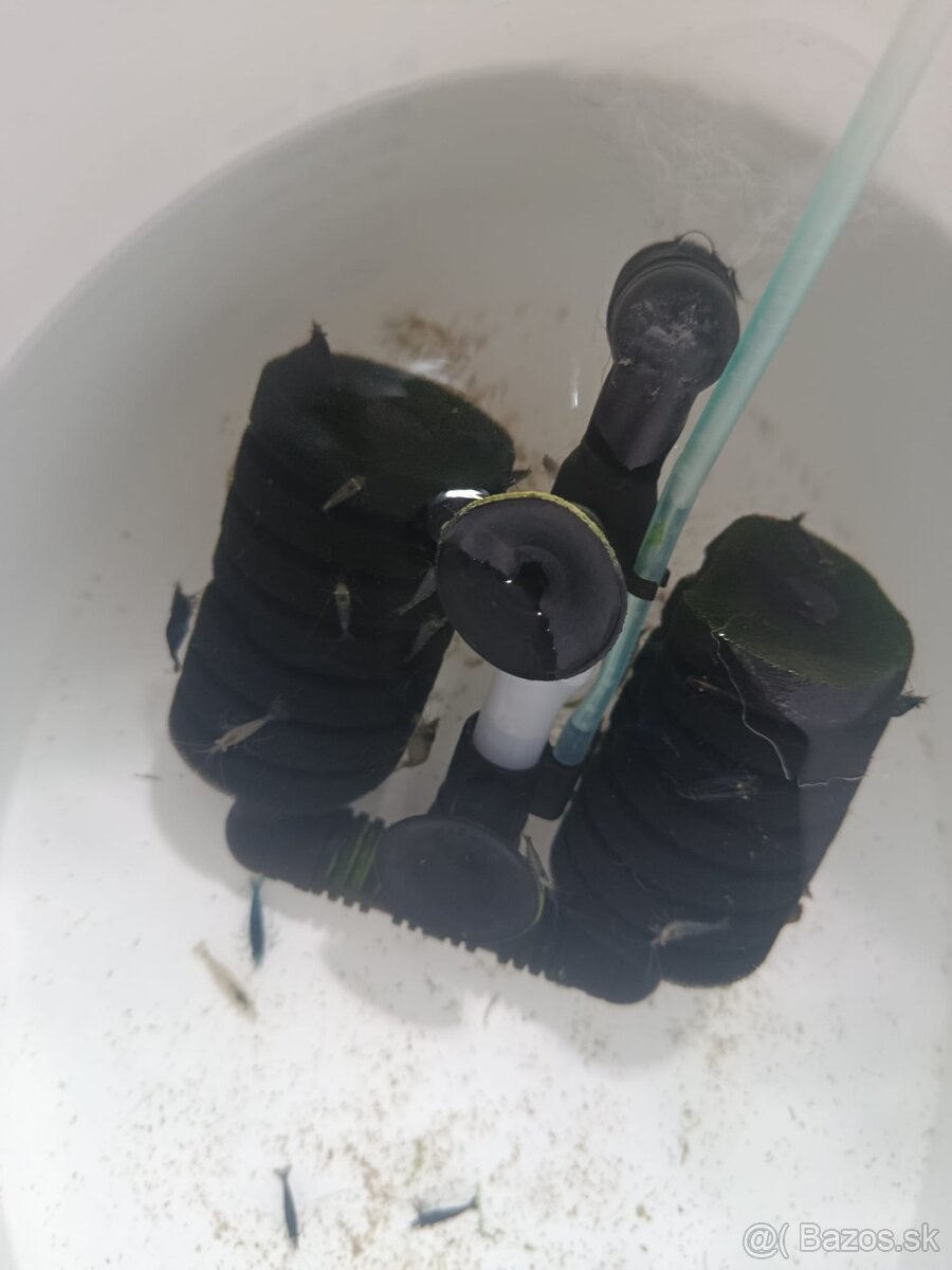 Akvarijne krevetky - 3