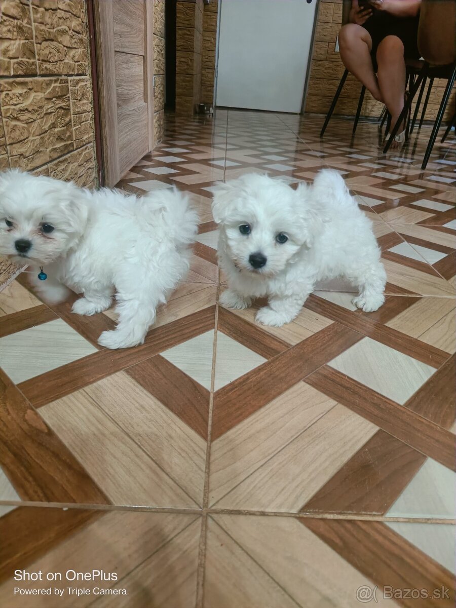 Mini Maltezak - 3