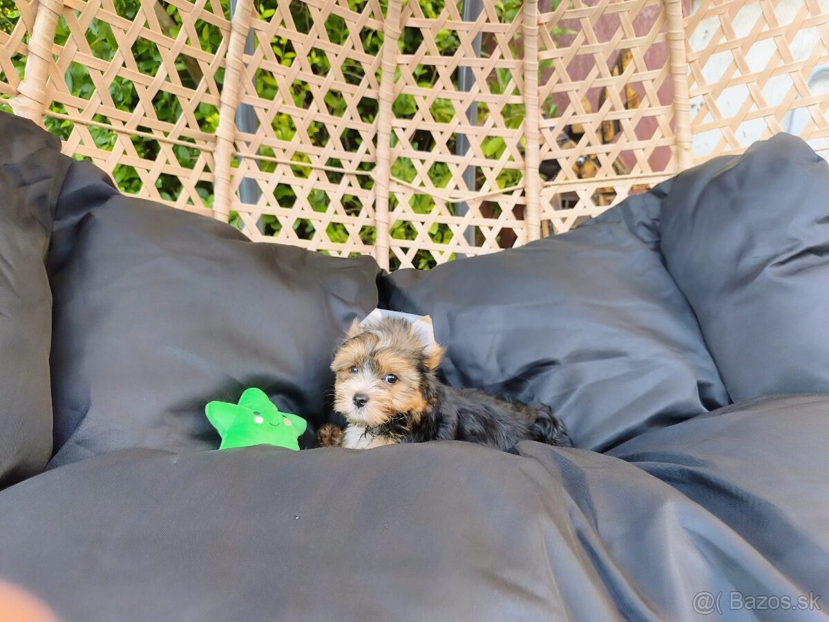 Yorkshire terrier - 3