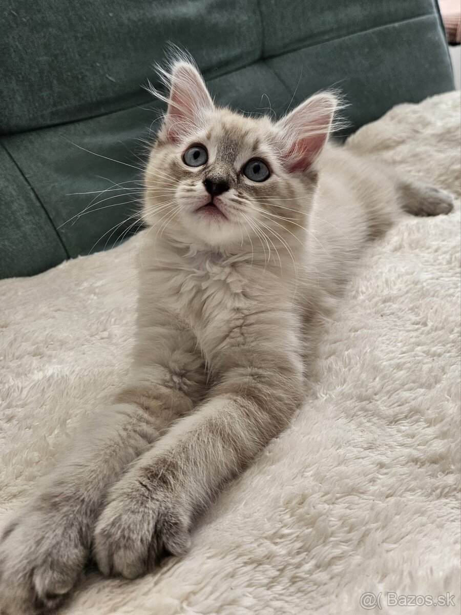 Ragdoll mačiatka - 3