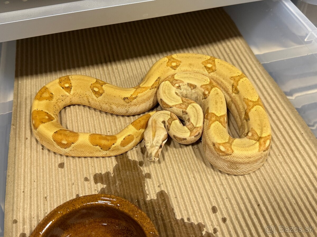 Boa Contrictor Imperator - 3