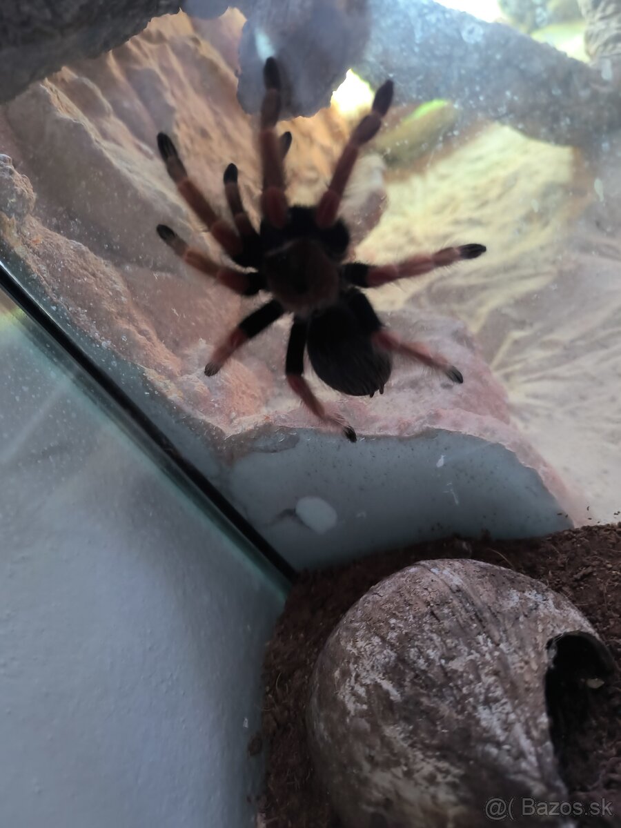Brachypelma Boehmei - 3