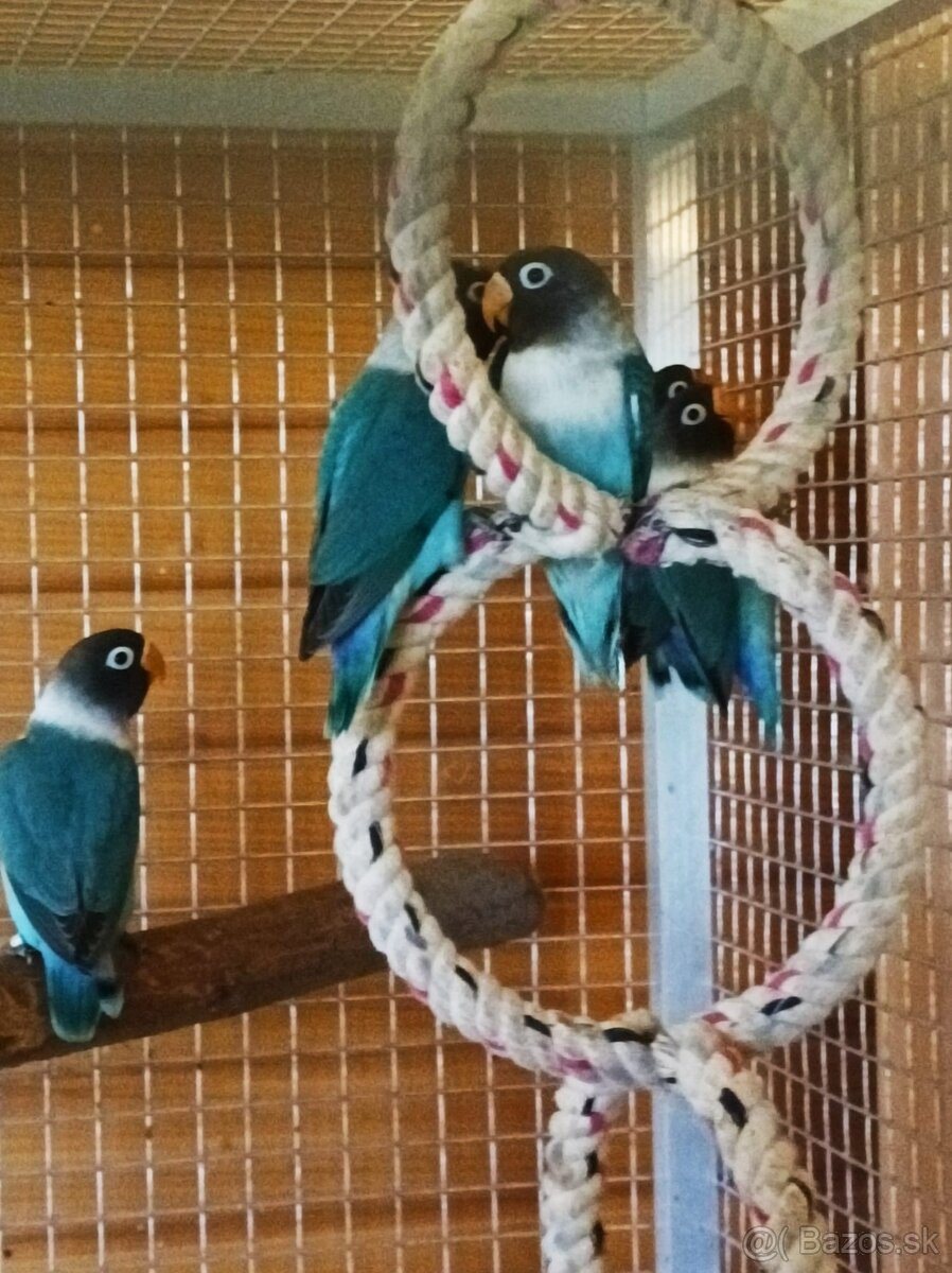 Predám Agapornis škraboškový, papagáj - 3