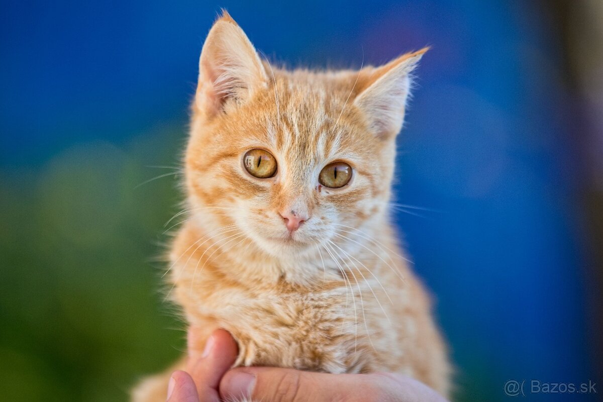 Darujem zachránené mačiatka - ryšavé, tigrované - 3