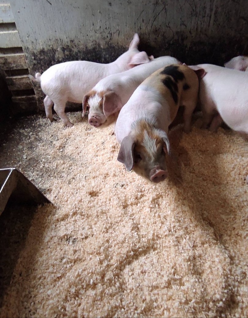 Odstavčata 20-25kg - 3