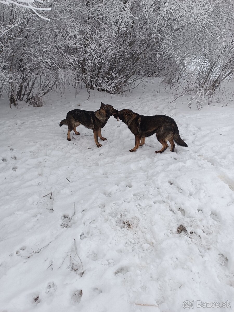 Nemecký ovčiak - 3