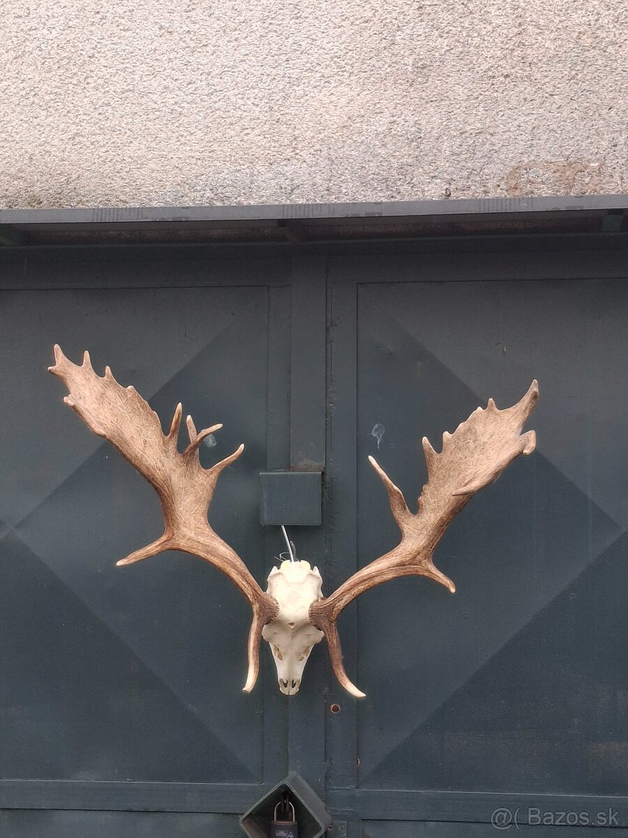Trofeje, parožie - 3