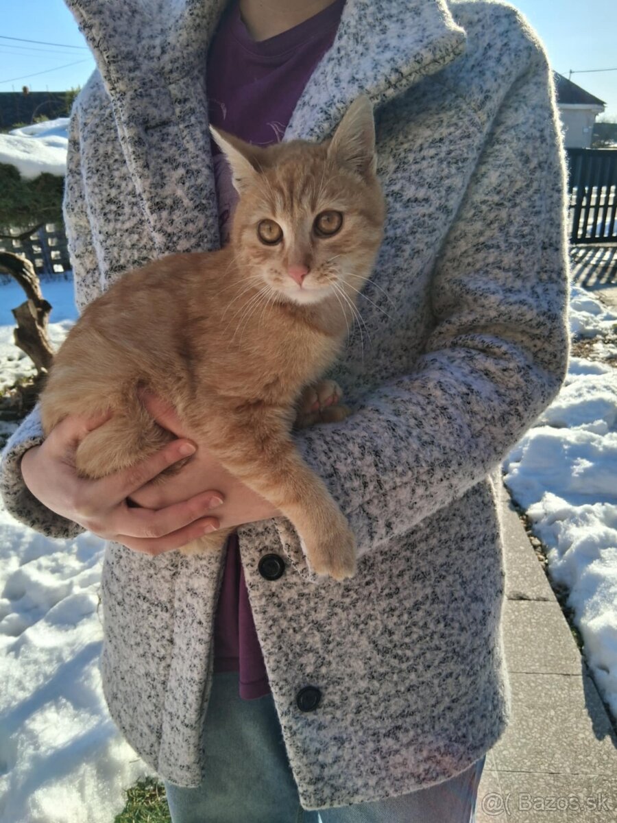 Darujem mačičky - 3