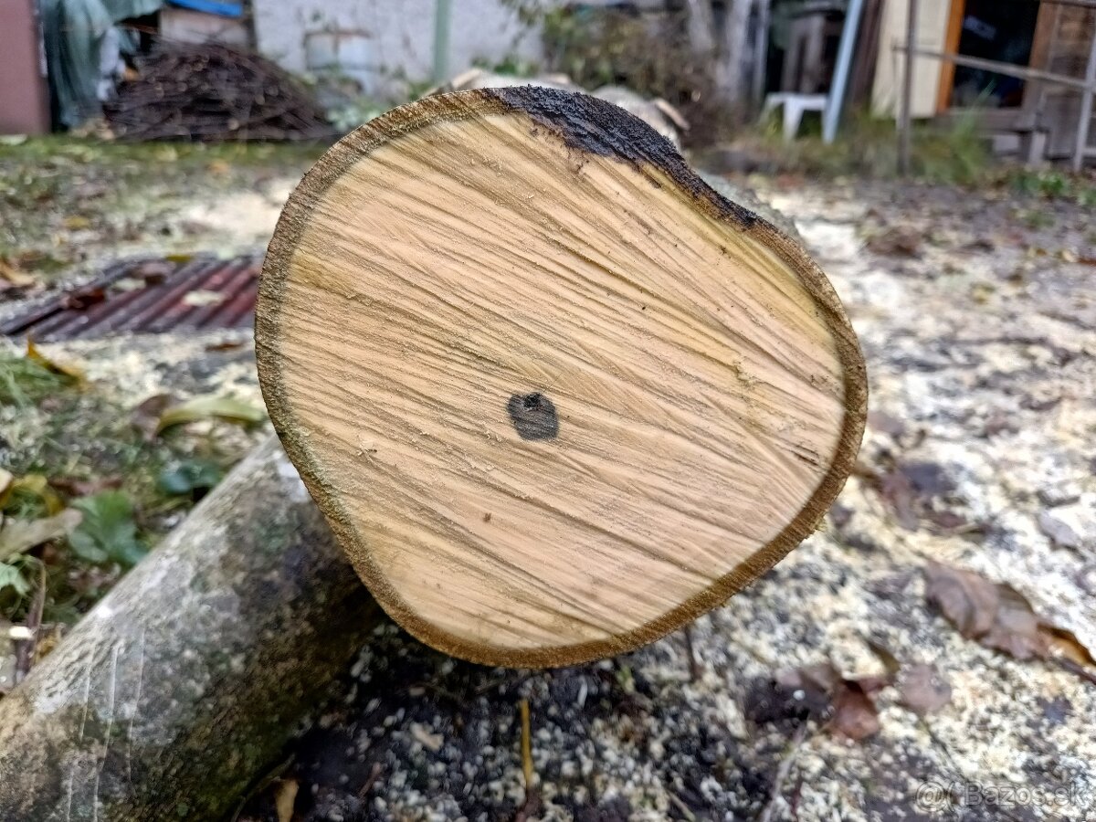 Predám kmeň orecha - 3
