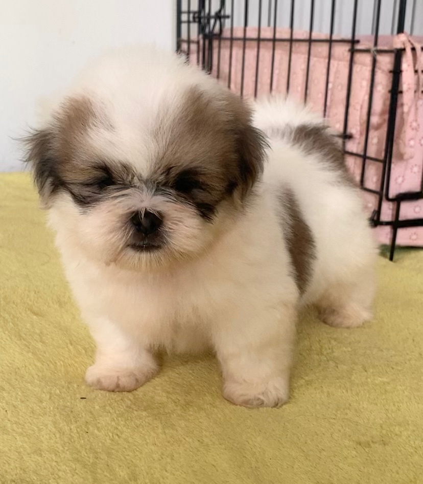 Krásne čistokrvné šteniatka Shih Tzu - 3