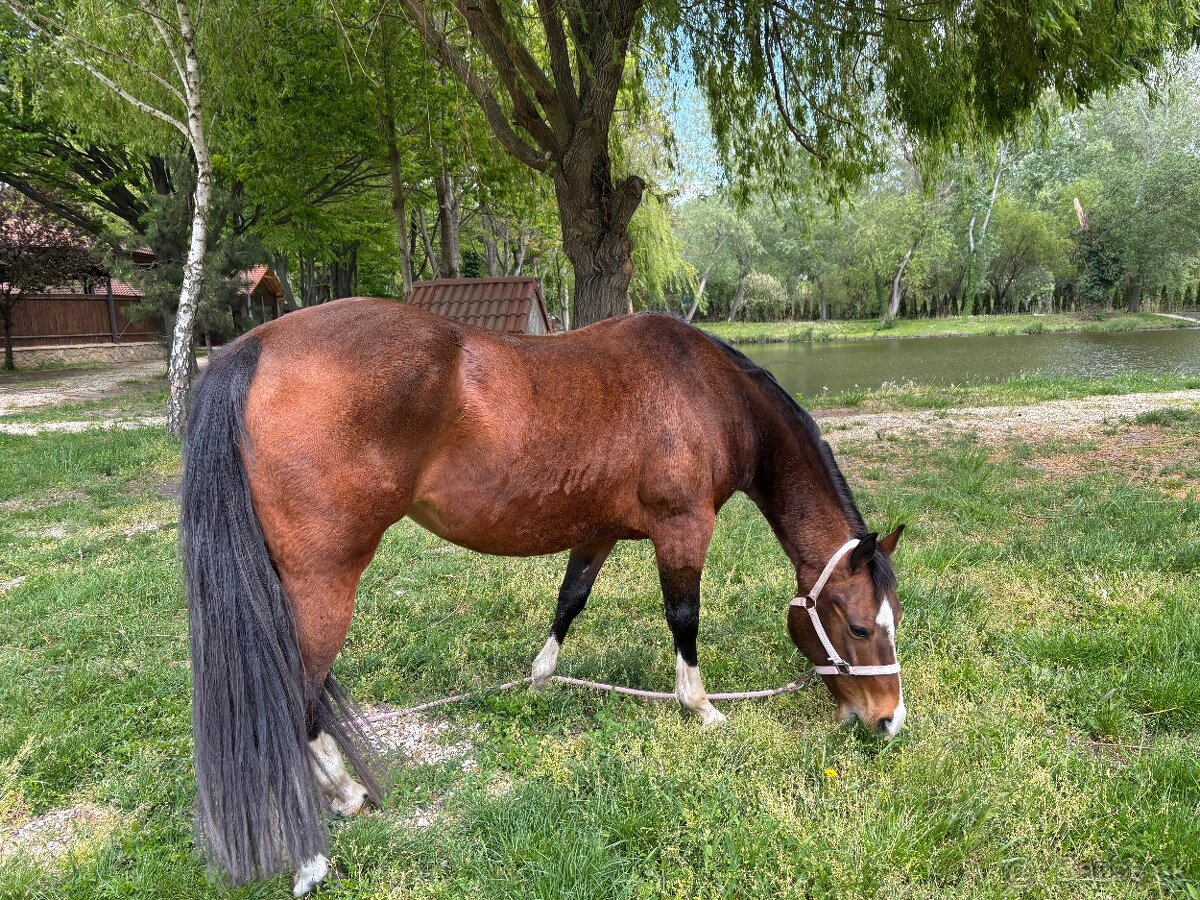 Quarter horse - 3