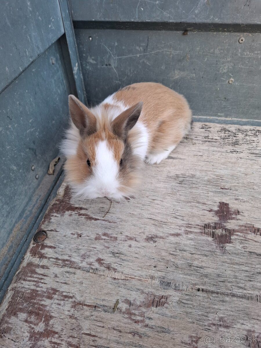 Predám zdrobnele kraliky - 3