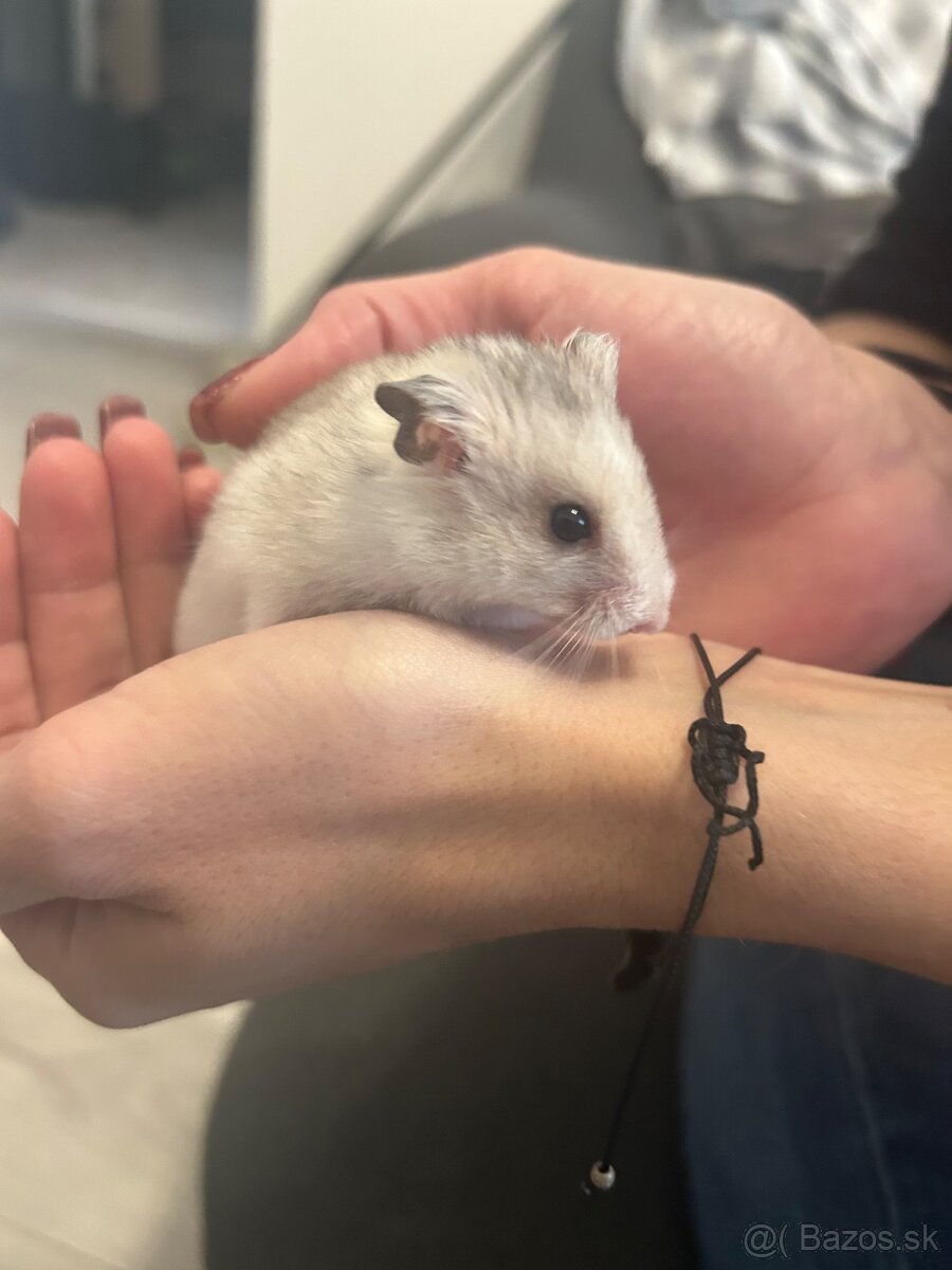 Škrečok sýrsky - 3