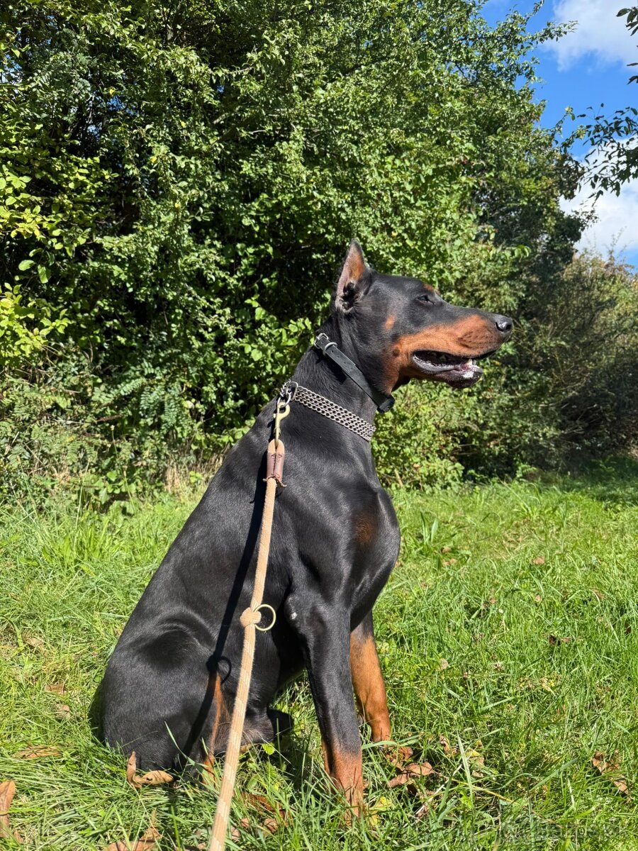 Doberman na krytie - 3