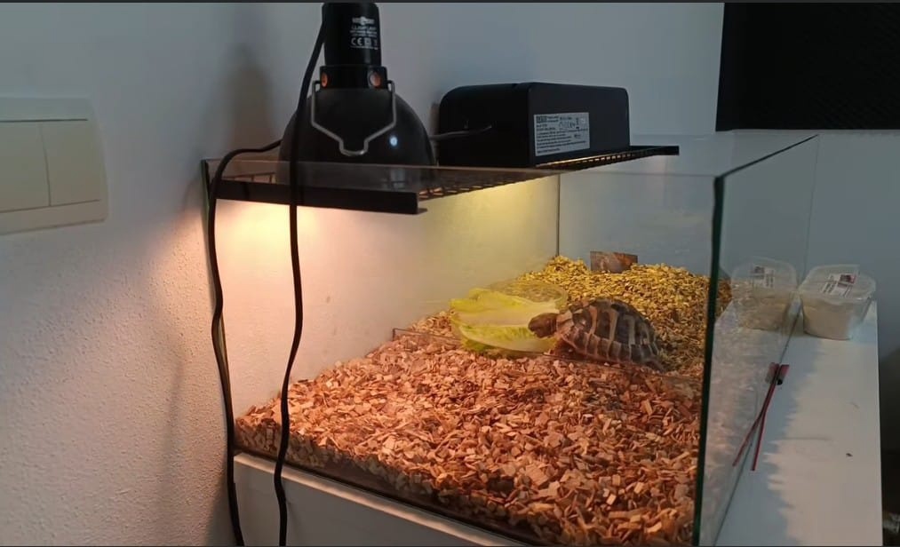 Predám Suchozemskú korytnačkú Testudo Hermanni - 3