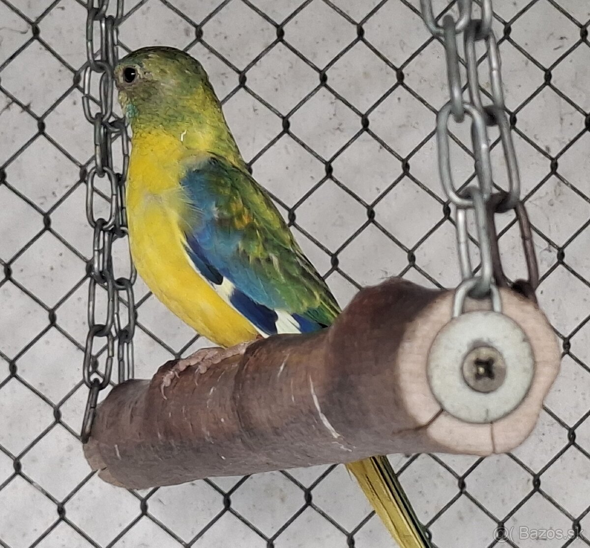 Neoféma tyrkysová žltobruchý opalín - 3