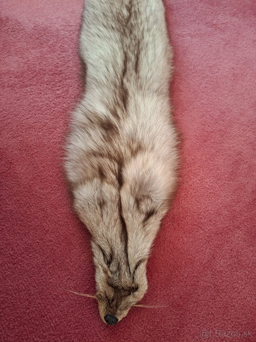 Strieborna liska - 3