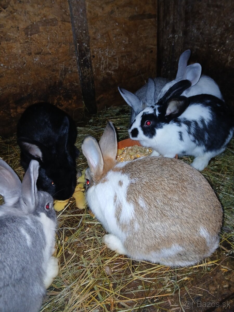 Predám králiky - 3
