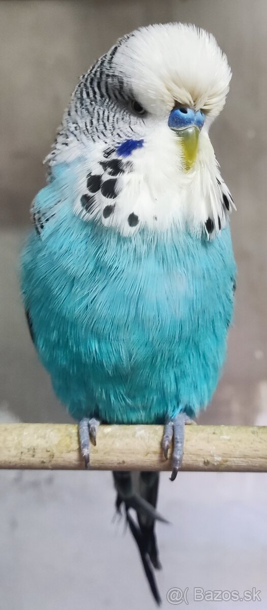 Výstavné Andulky - 3