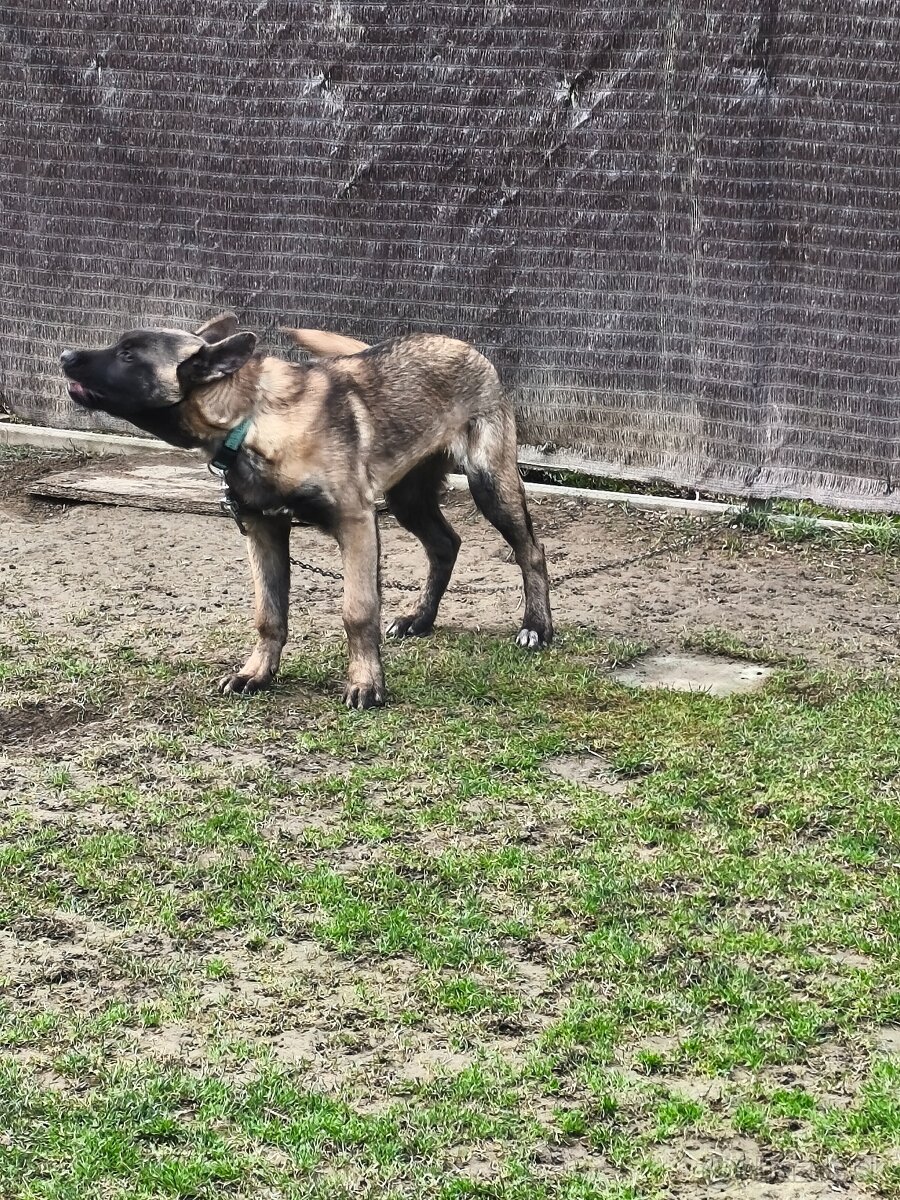 Belgický ovčiak - 3