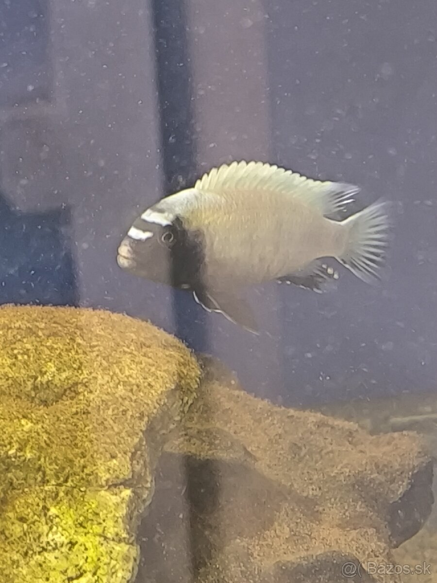 Pseudotropheus Polit - 3