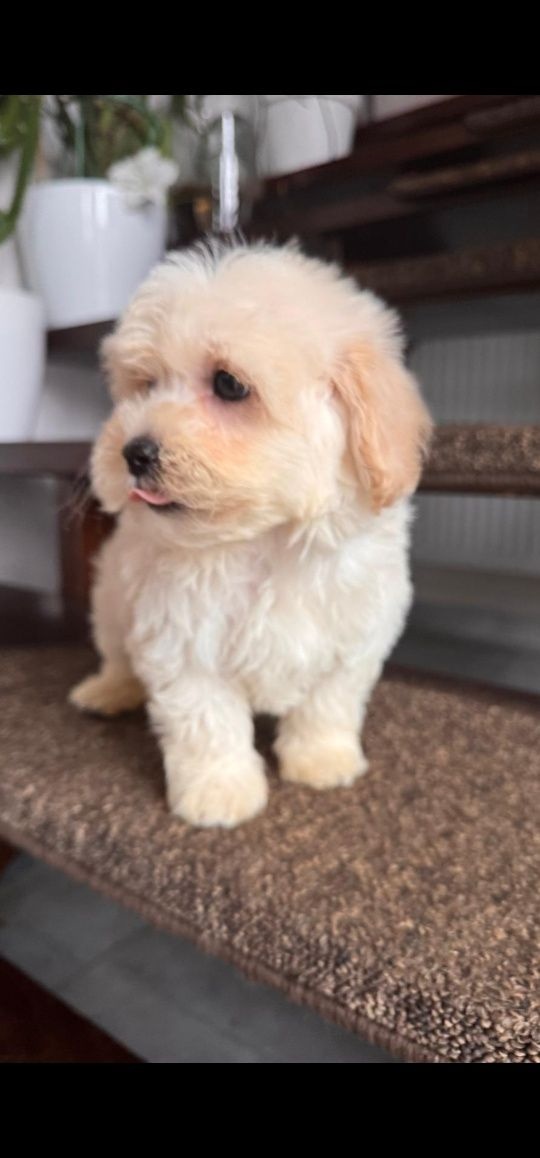 Maltipoo mini x pudlik - 3