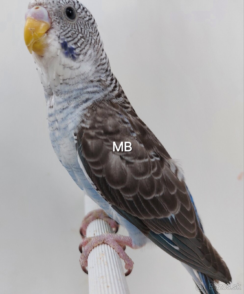 Blackwings čiernokridle andulky - 3