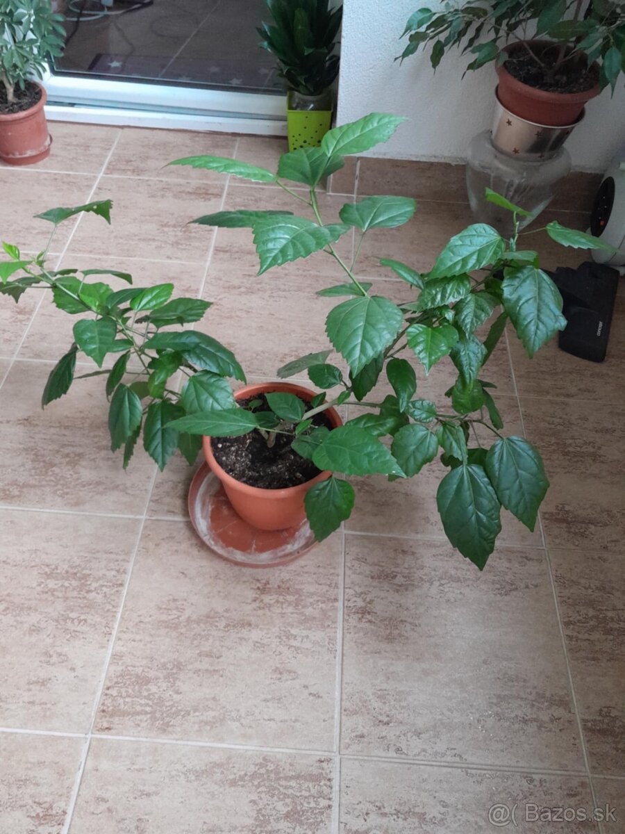 Mladé čínske ruže červené - 3