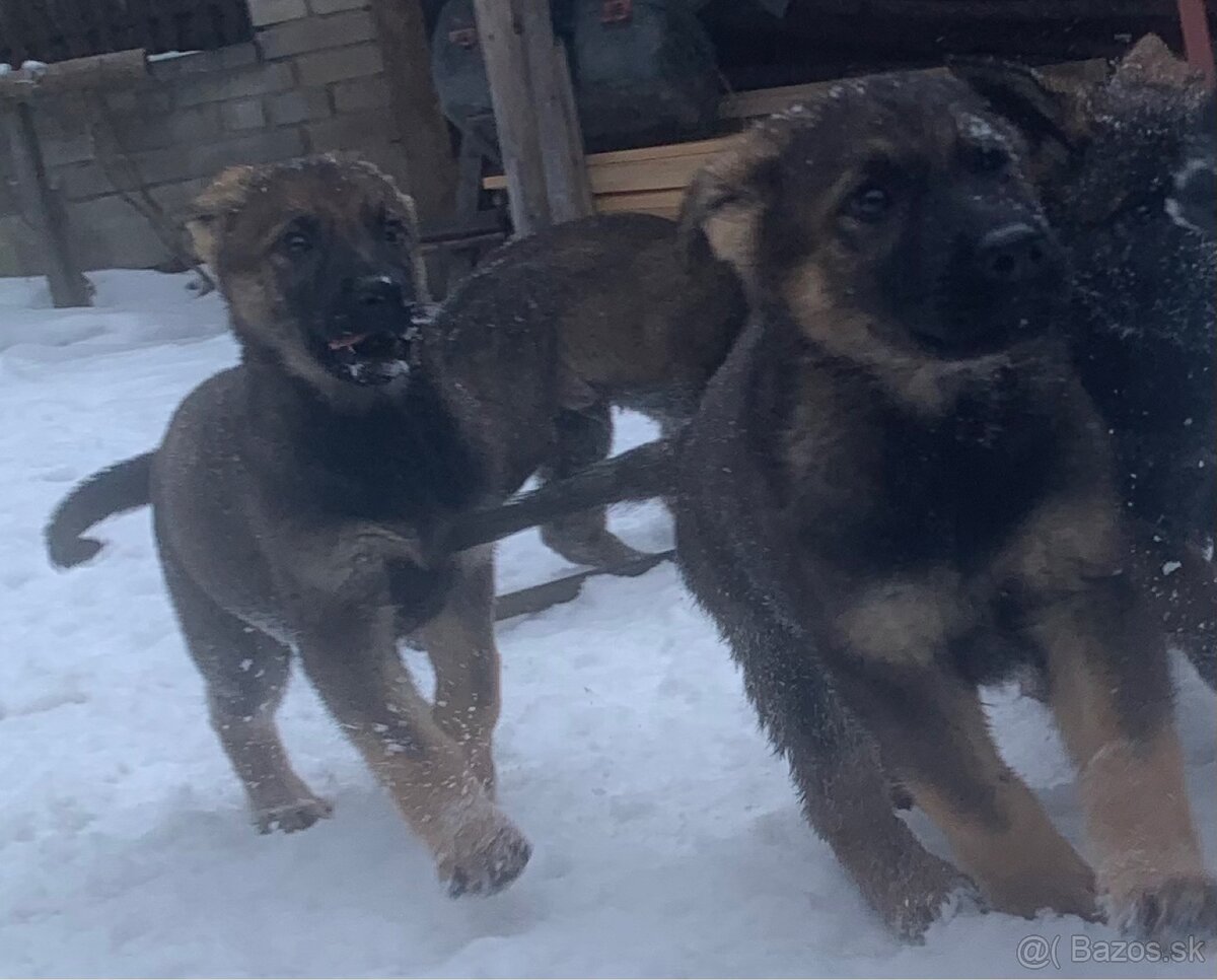 Nemecký ovčiak šteniatka - 3