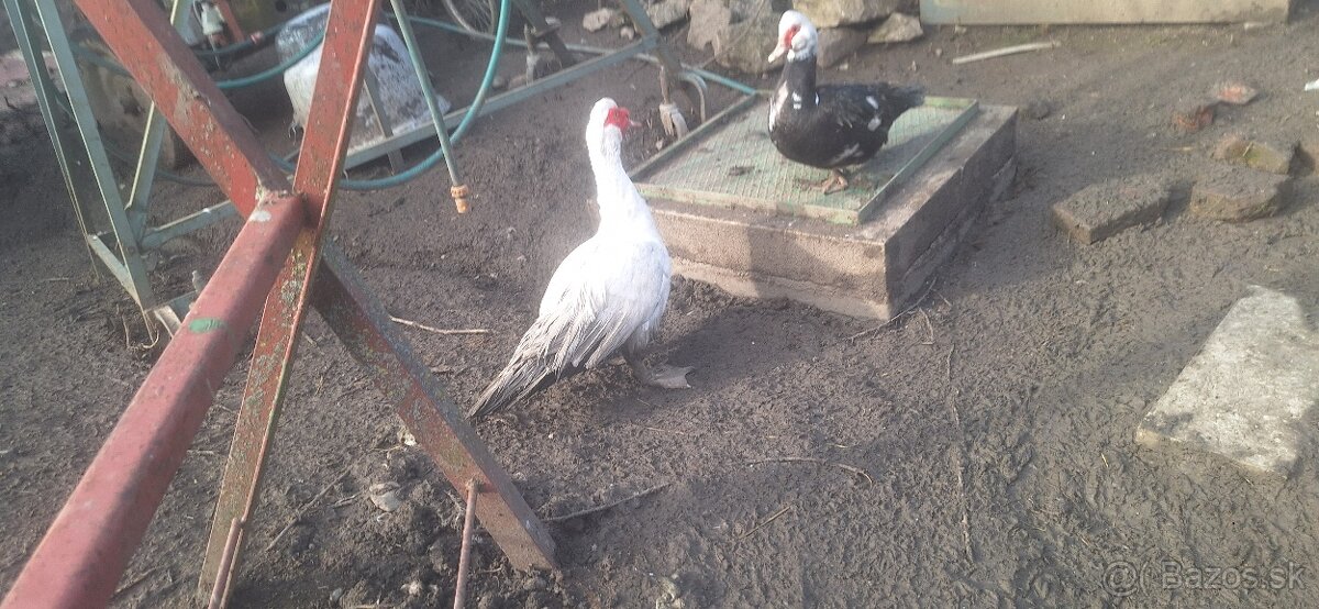 Predám mladého Káčera - 3