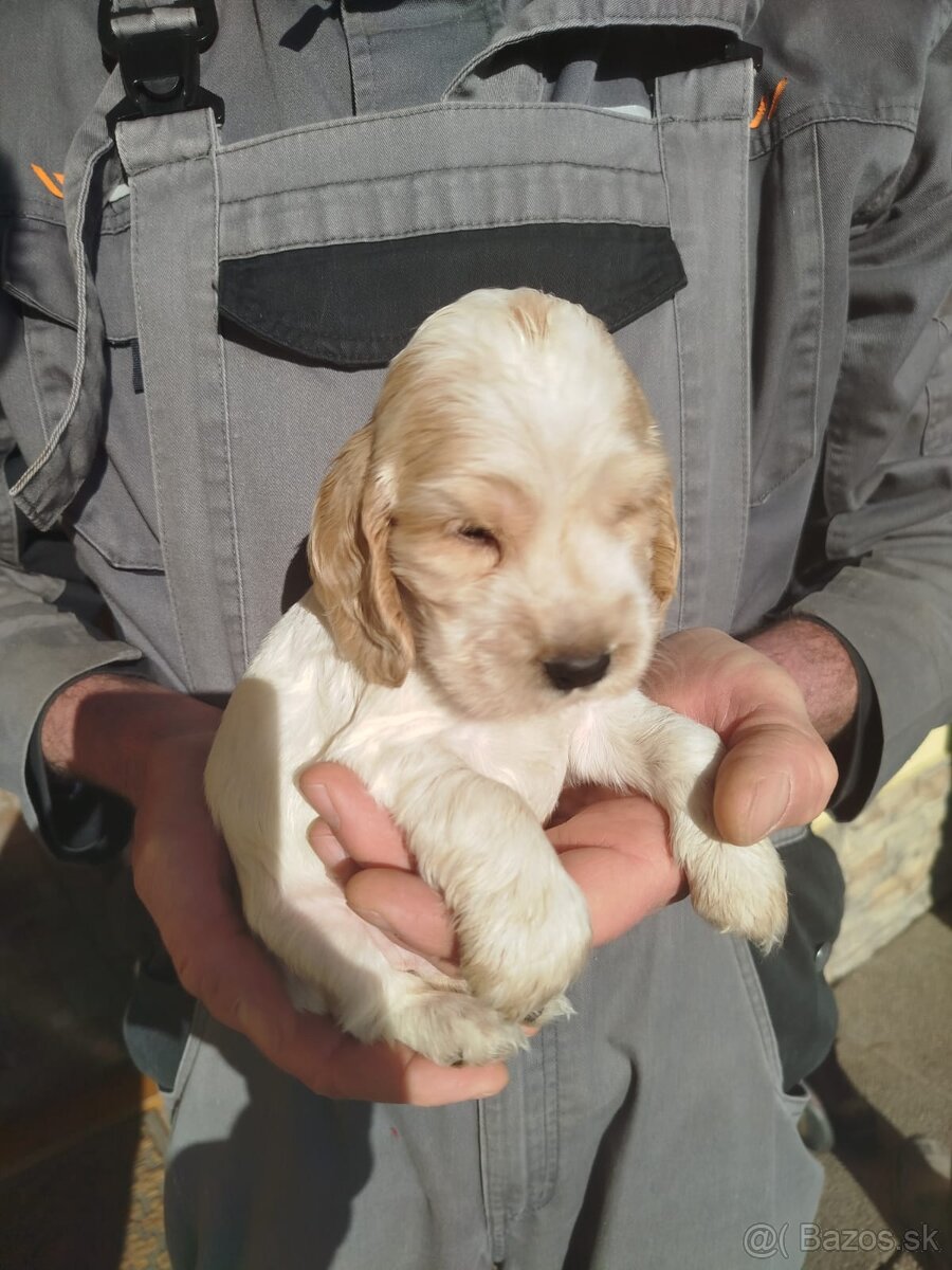 Anglický kokeršpaniel s PP - 3