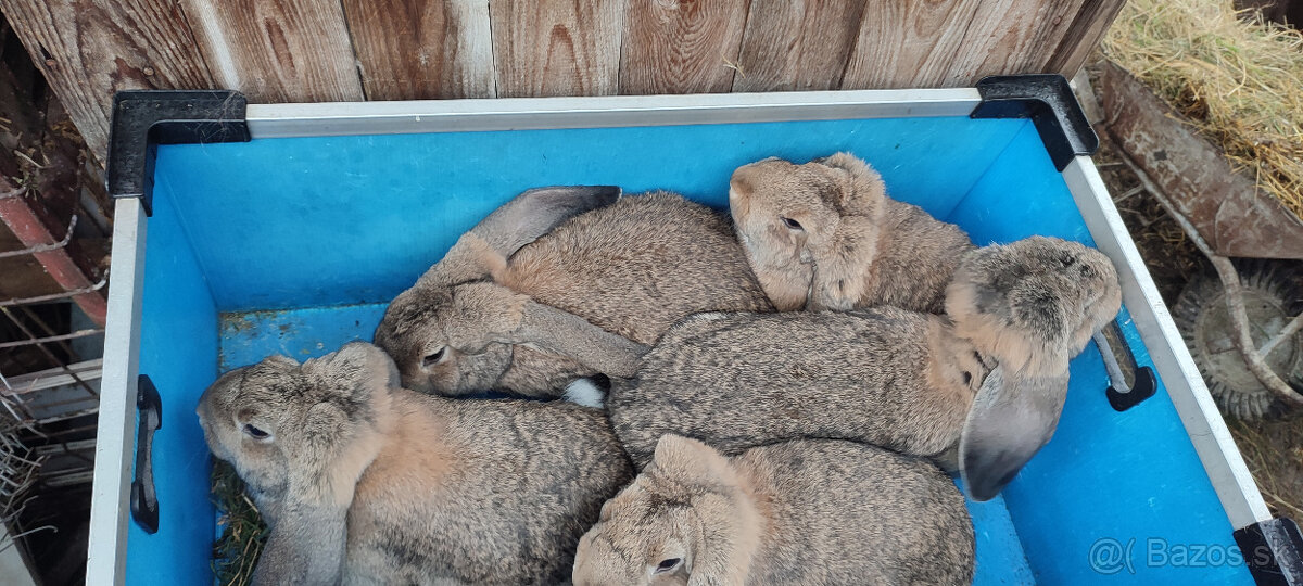 Predám zajacov FB - 3