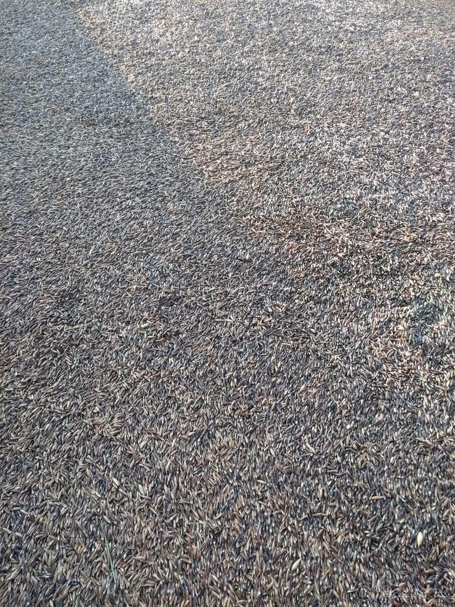 Predám čierny ovos. - 3