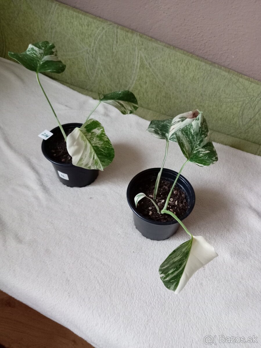 Monstera variegata - 3
