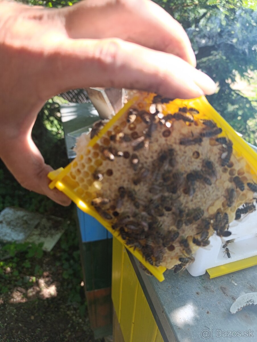 Predám včely - 3