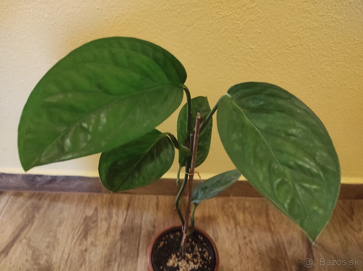 MONSTERA PINNATIPARTITA - 3